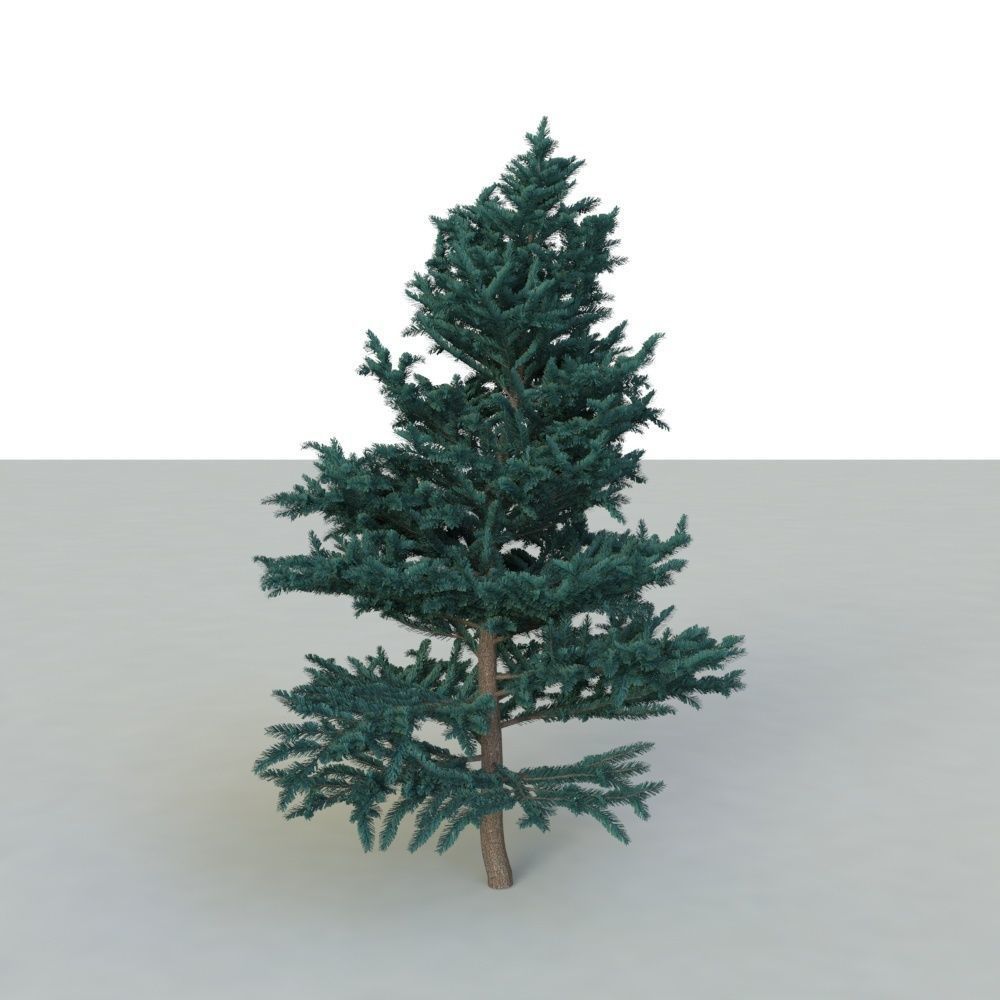spruce tree 2 3D model_30