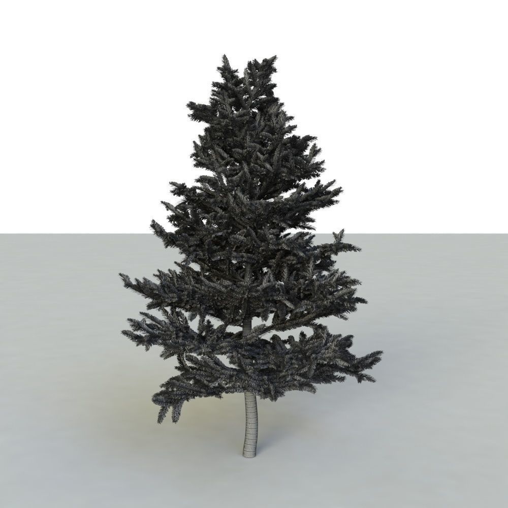 spruce tree 2 3D model_91