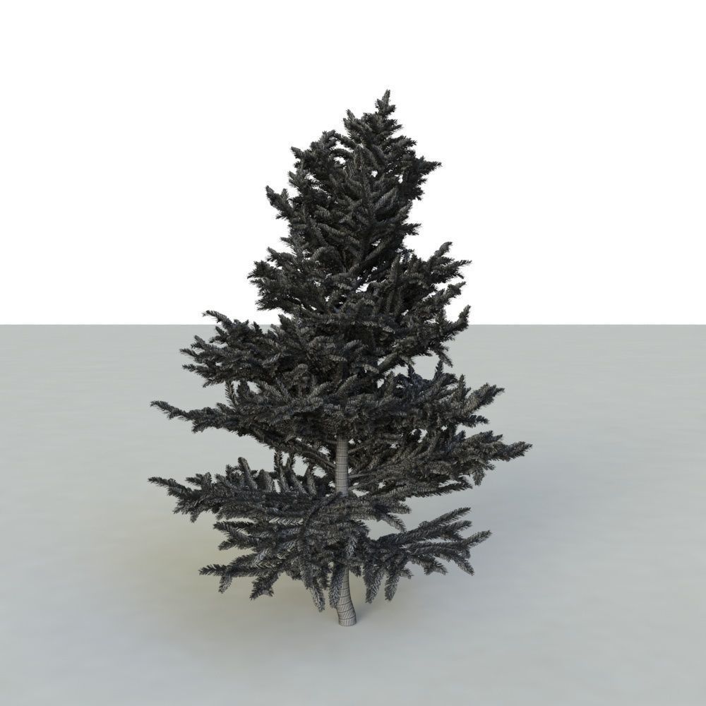 spruce tree 2 3D model_73
