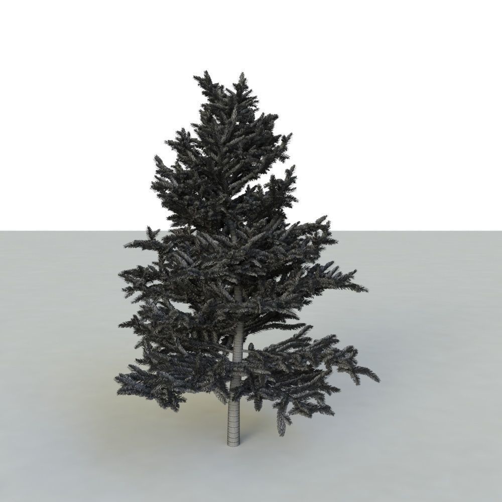 spruce tree 2 3D model_62