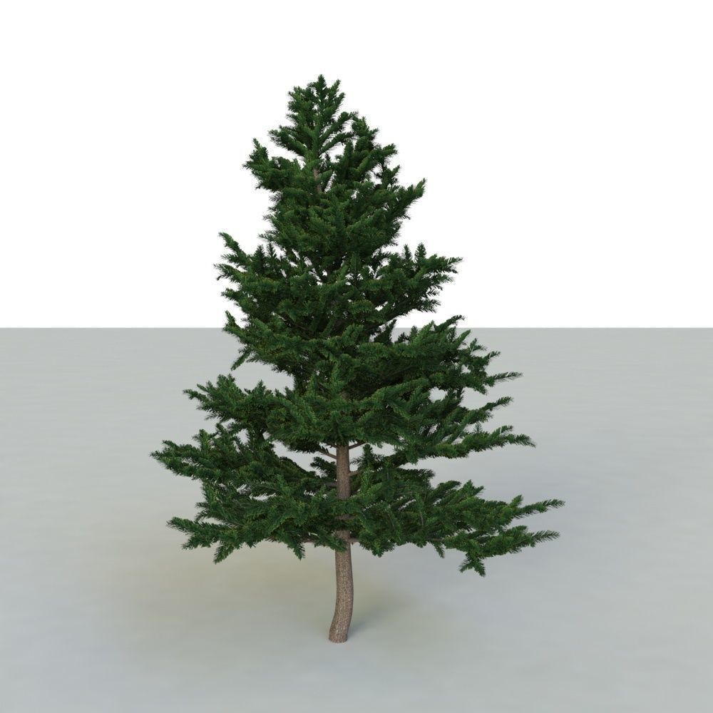 spruce tree 2 3D model_48