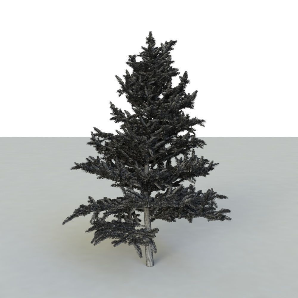 spruce tree 2 3D model_81