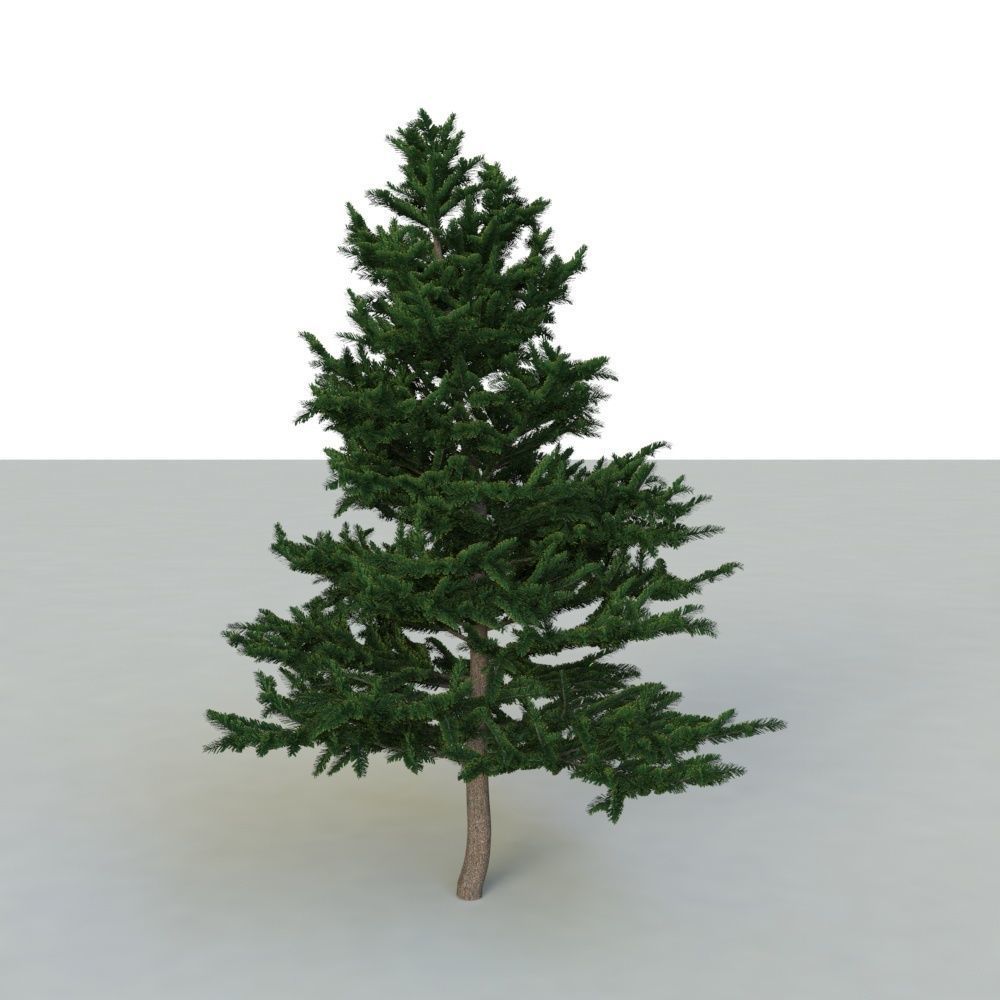 spruce tree 2 3D model_3