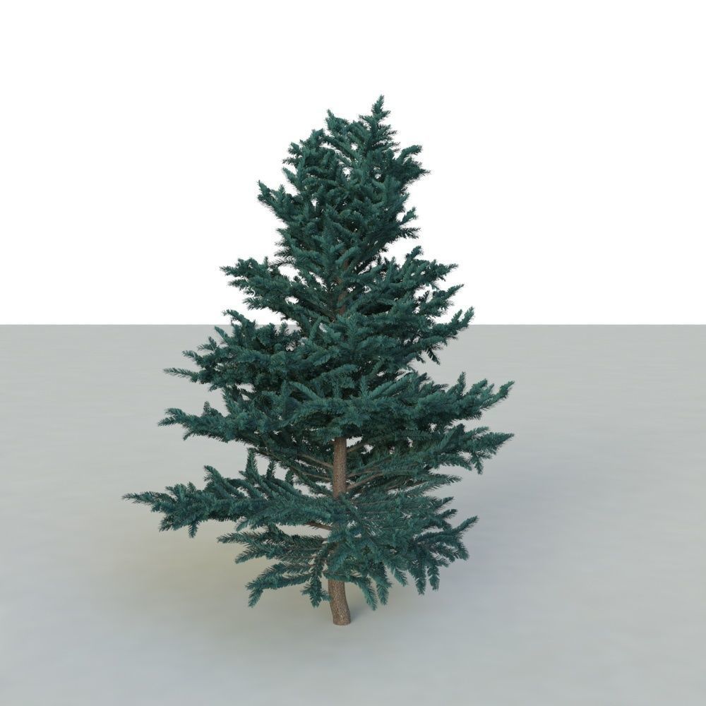 spruce tree 2 3D model_23