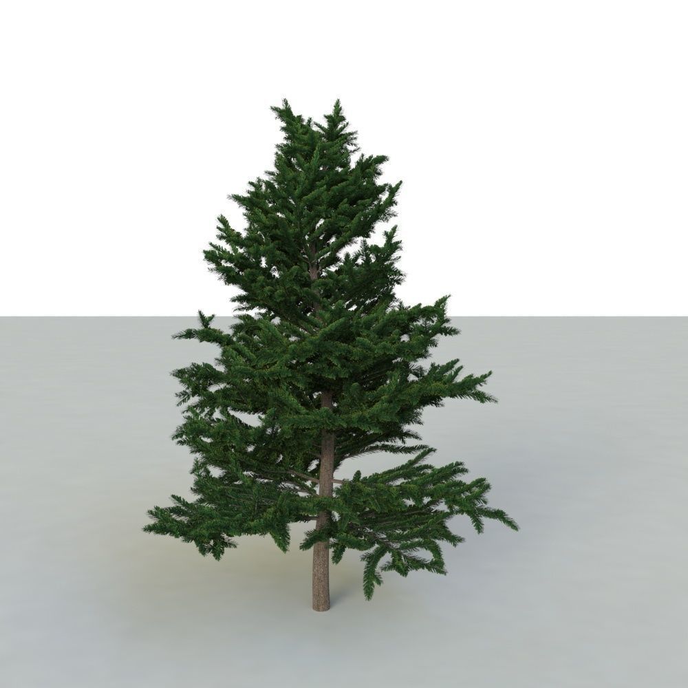 spruce tree 2 3D model_16