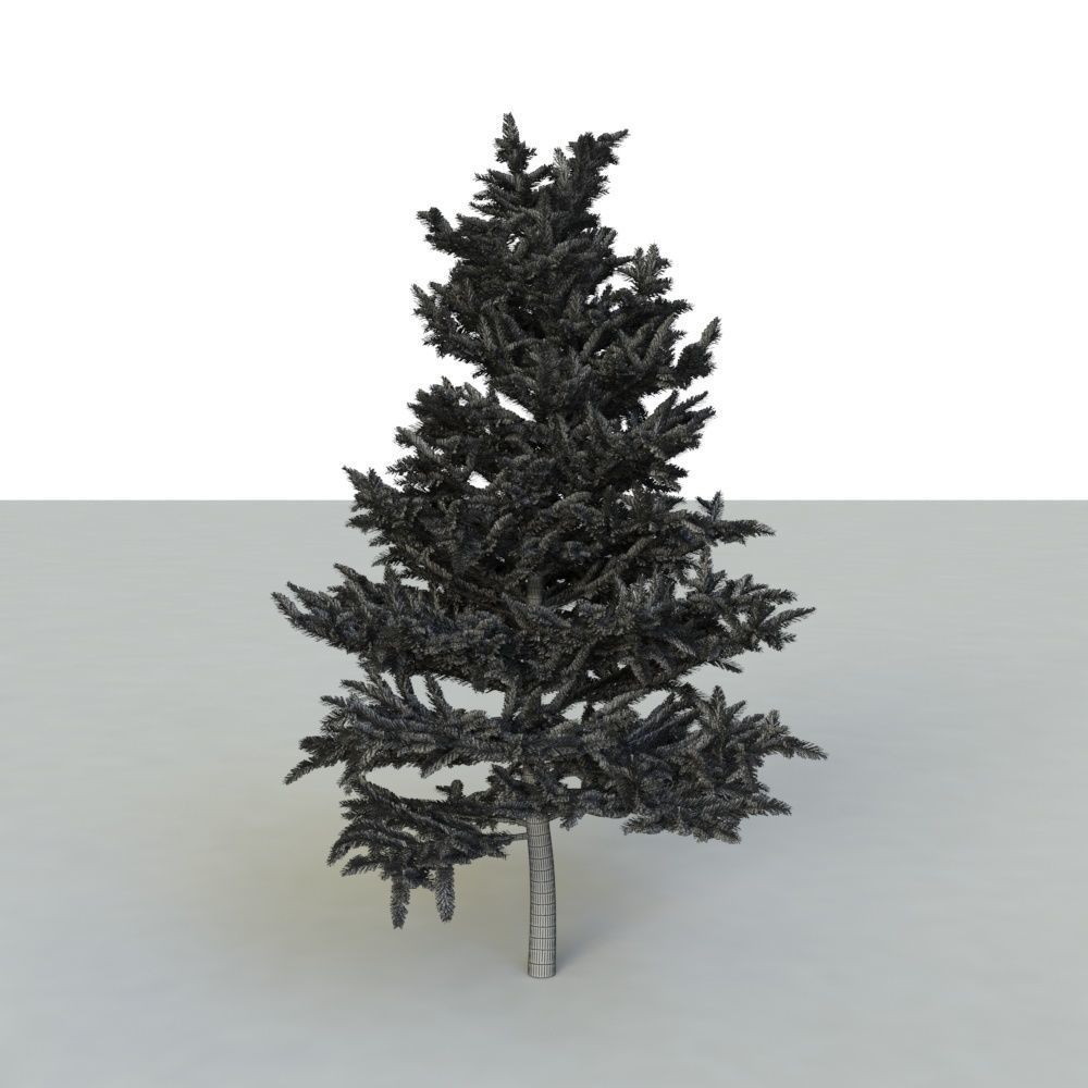 spruce tree 2 3D model_85
