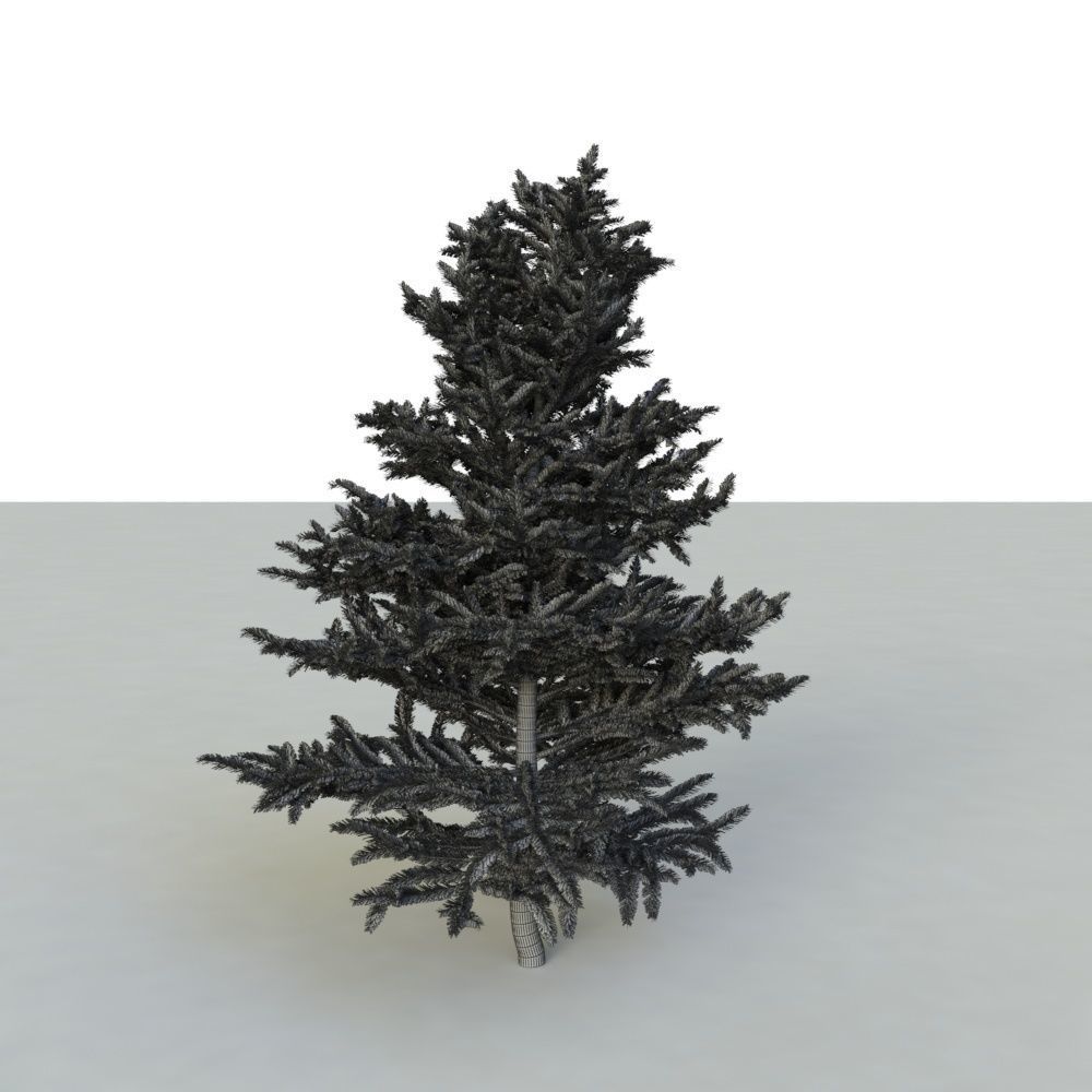 spruce tree 2 3D model_71
