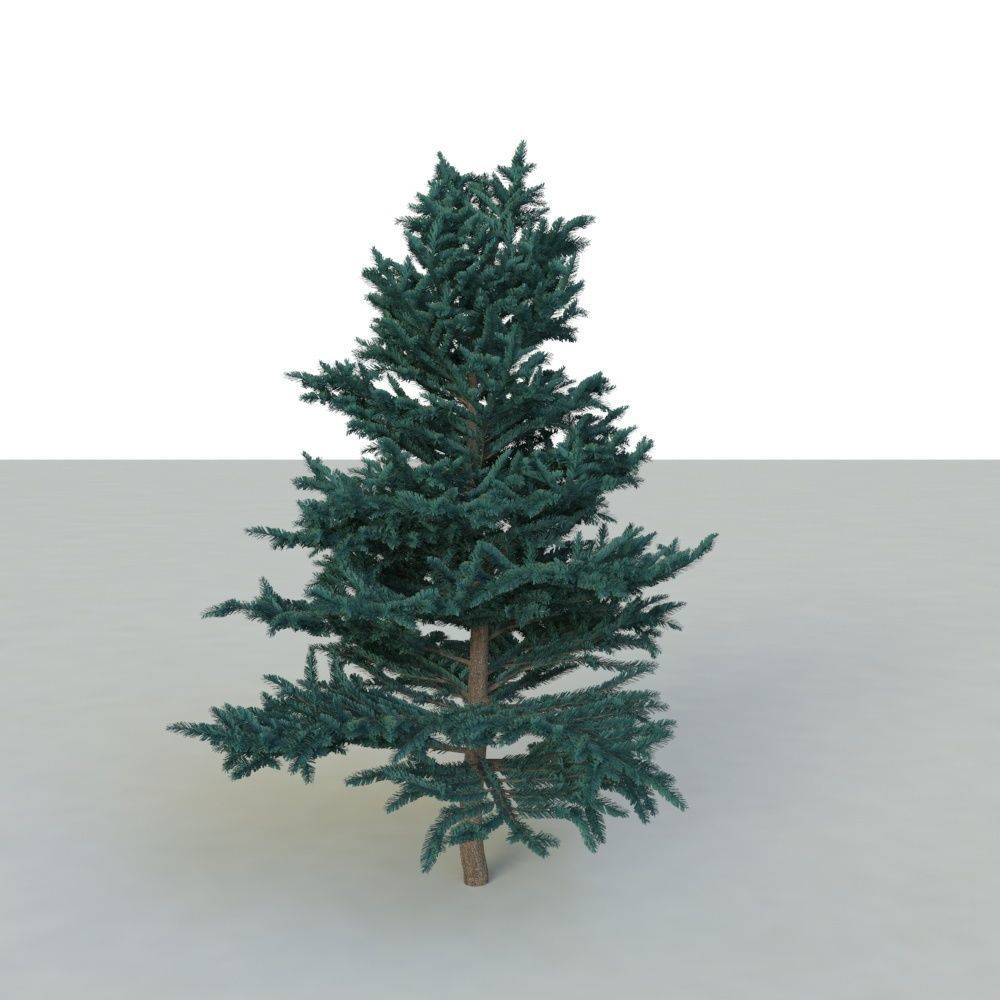 spruce tree 2 3D model_20