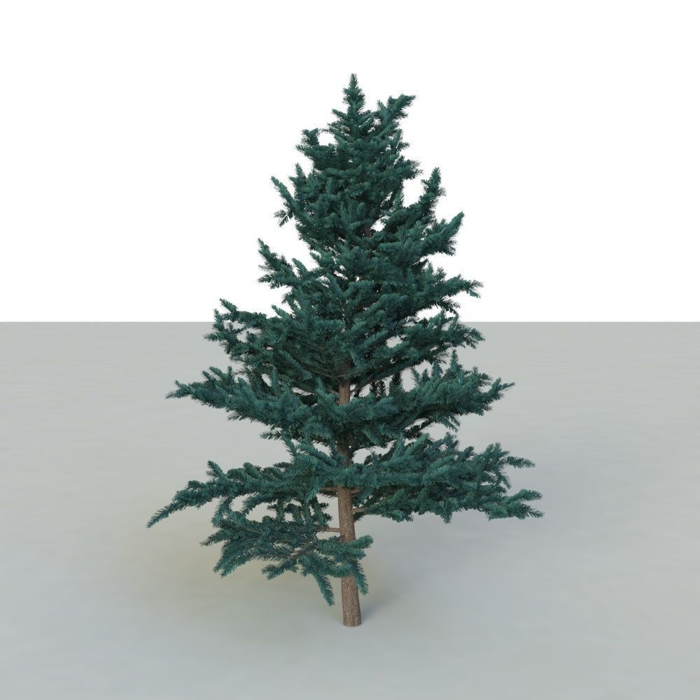 spruce tree 2 3D model_37