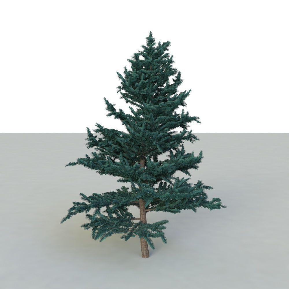 spruce tree 2 3D model_34