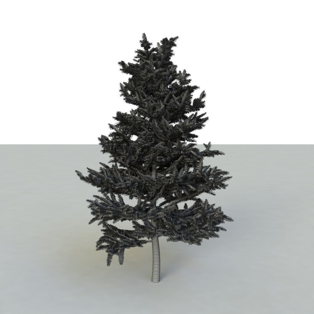 spruce tree 2 3D model_89