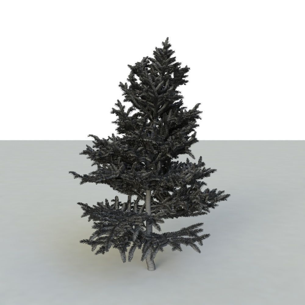 spruce tree 2 3D model_75