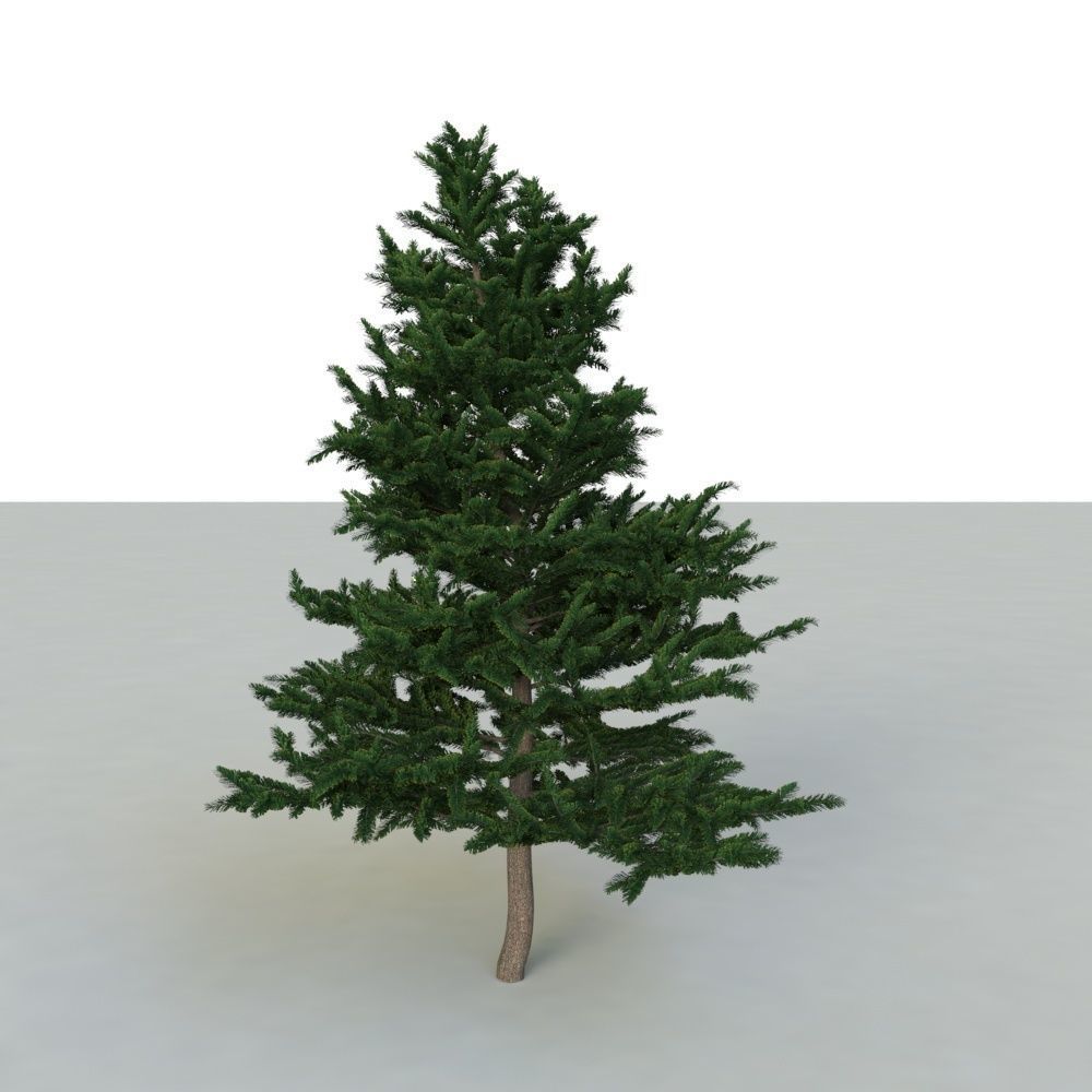 spruce tree 2 3D model_5