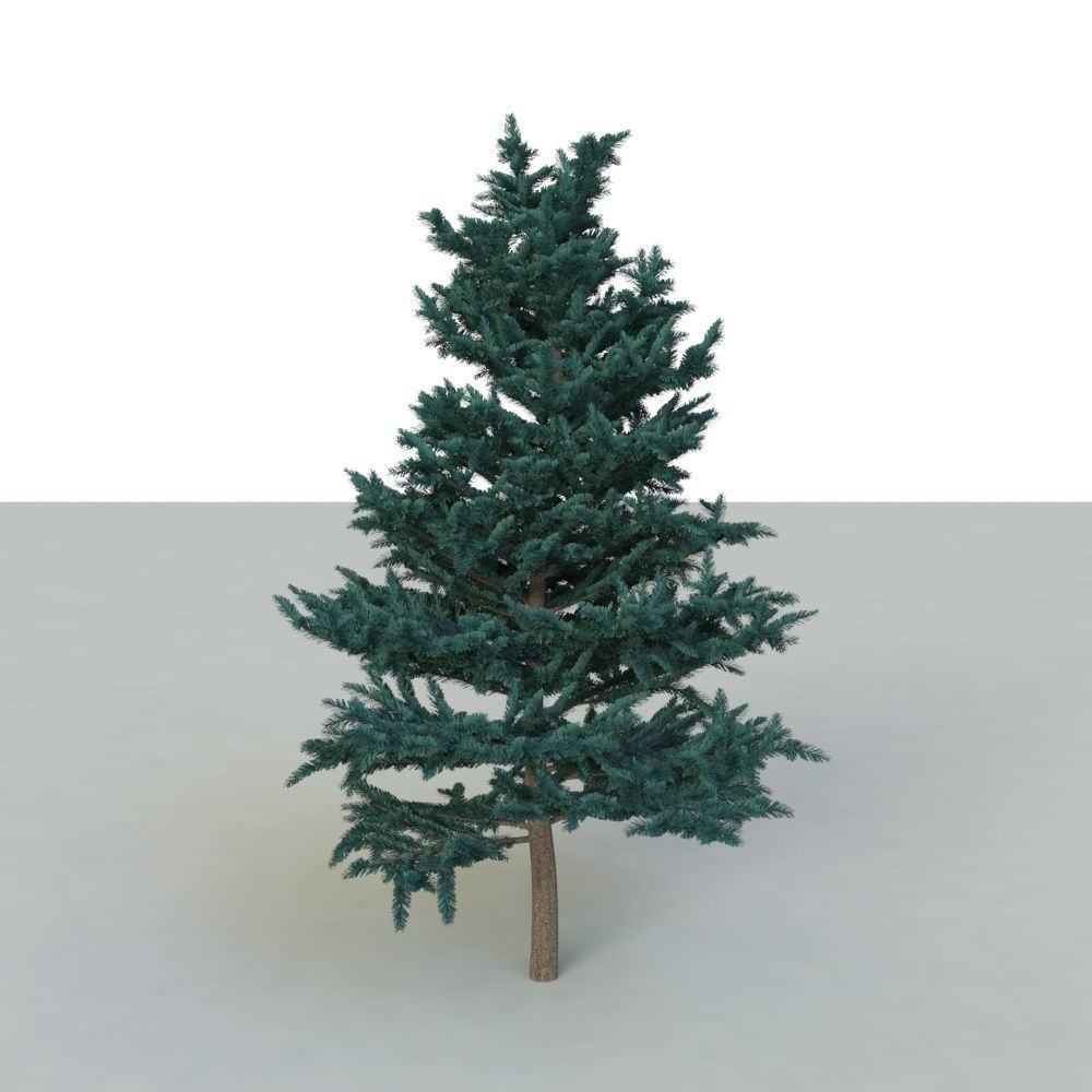 spruce tree 2 3D model_40