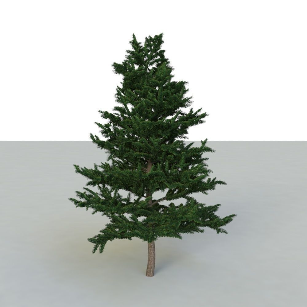 spruce tree 2 3D model_46