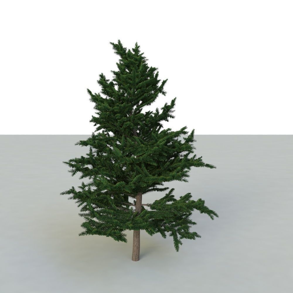 spruce tree 2 3D model_15