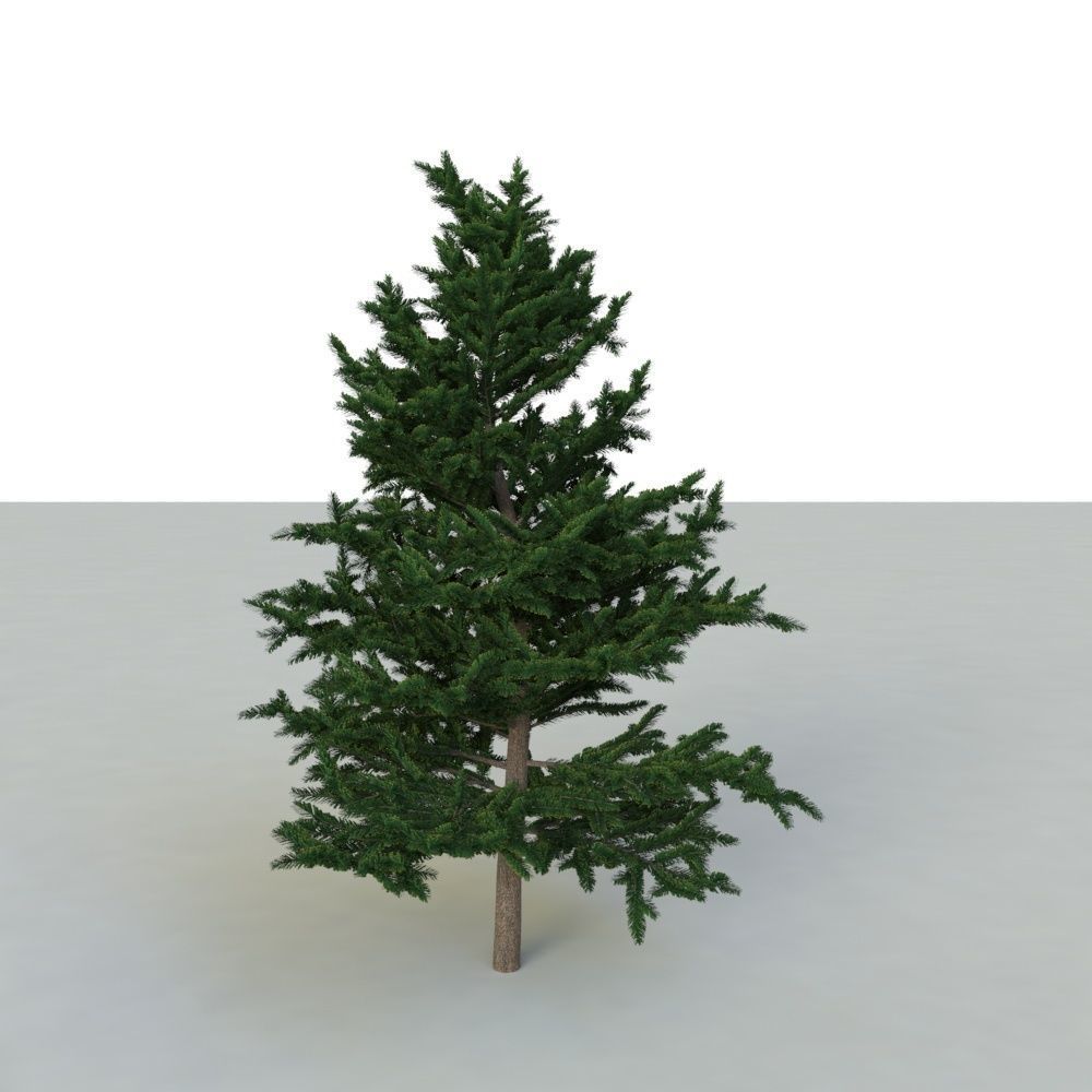 spruce tree 2 3D model_13