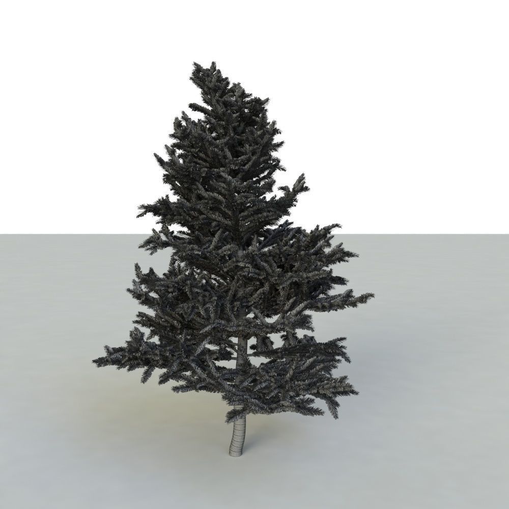 spruce tree 2 3D model_55