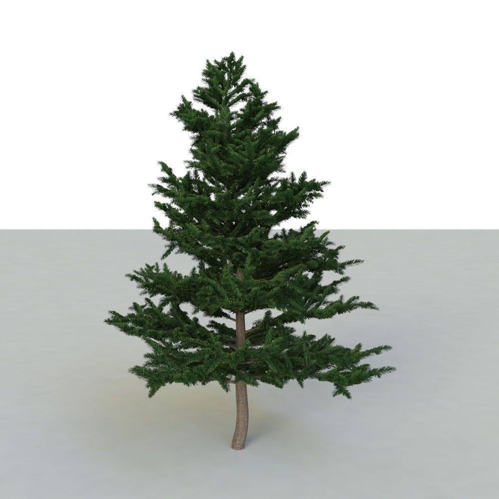 spruce tree 2 3D model_47