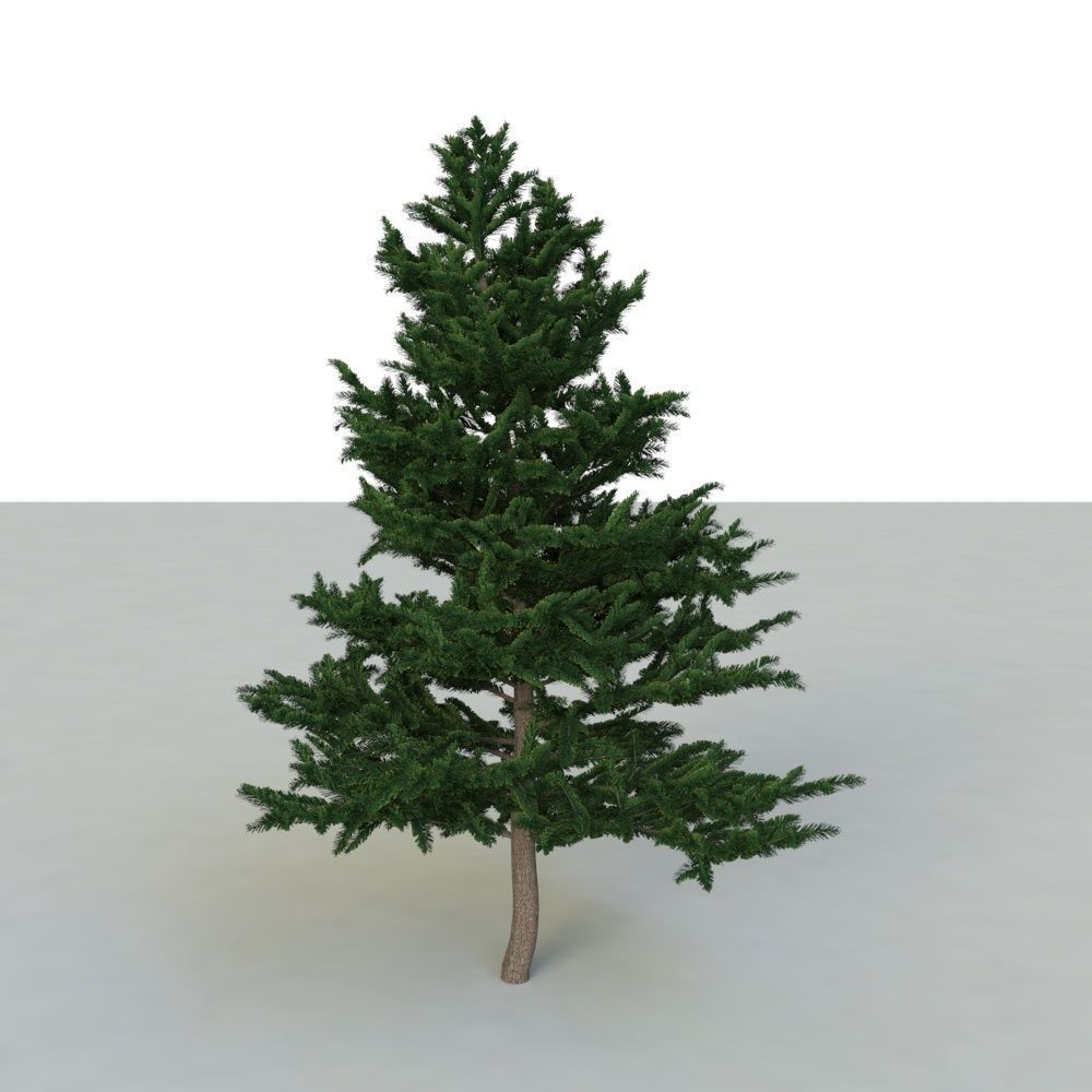 spruce tree 2 3D model_4