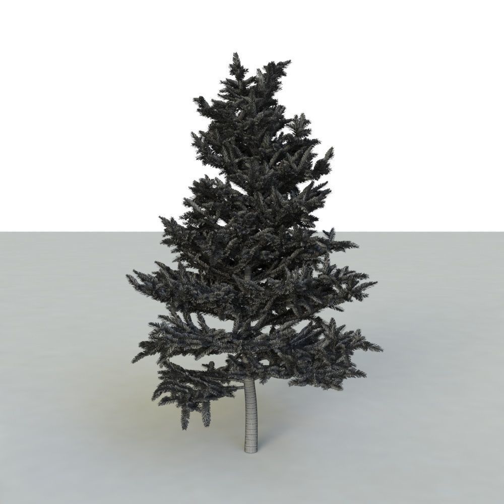 spruce tree 2 3D model_87