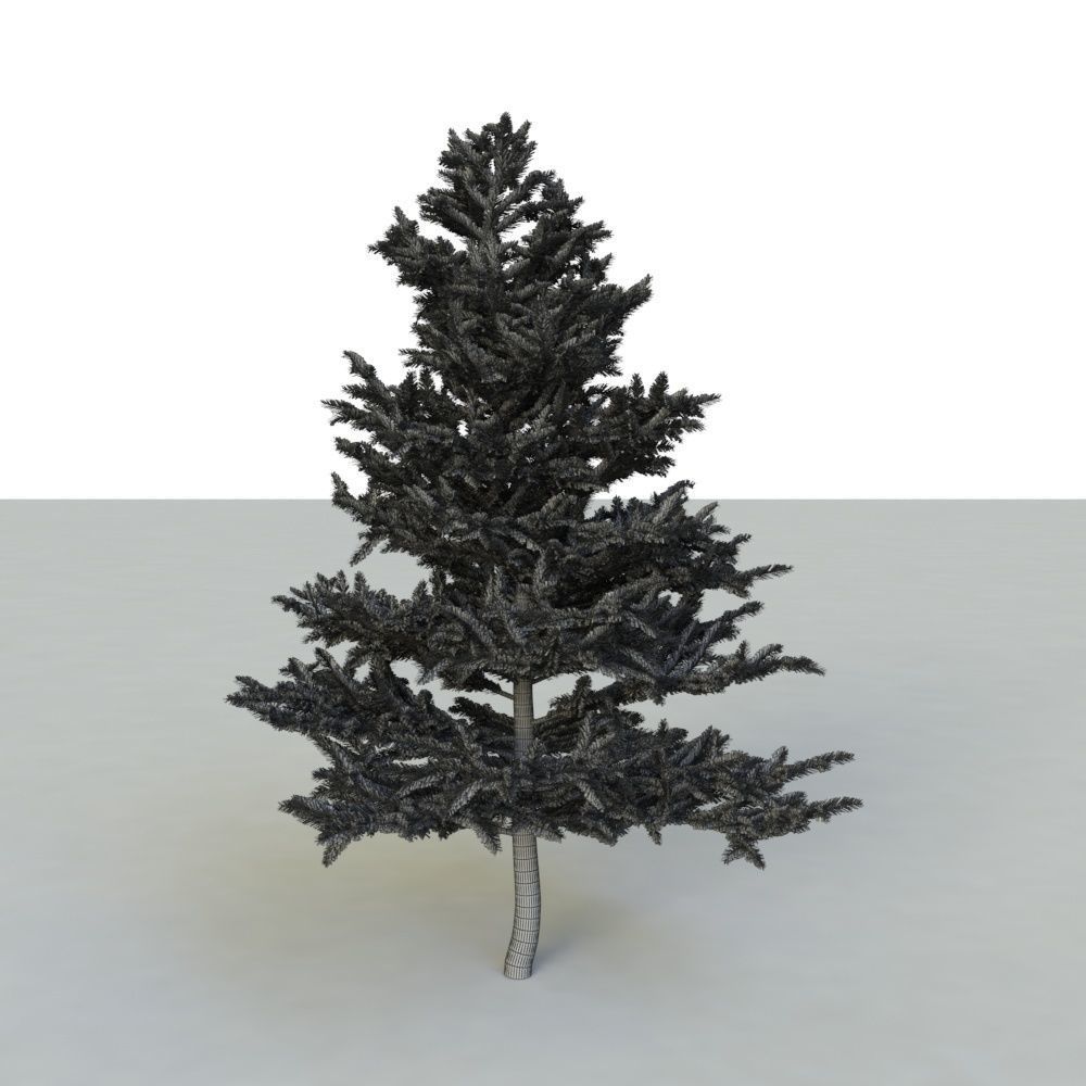 spruce tree 2 3D model_98