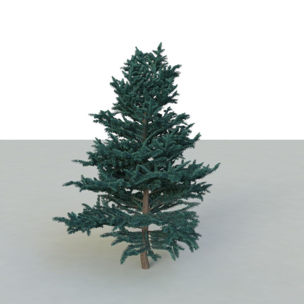 spruce tree 2 3D model_21