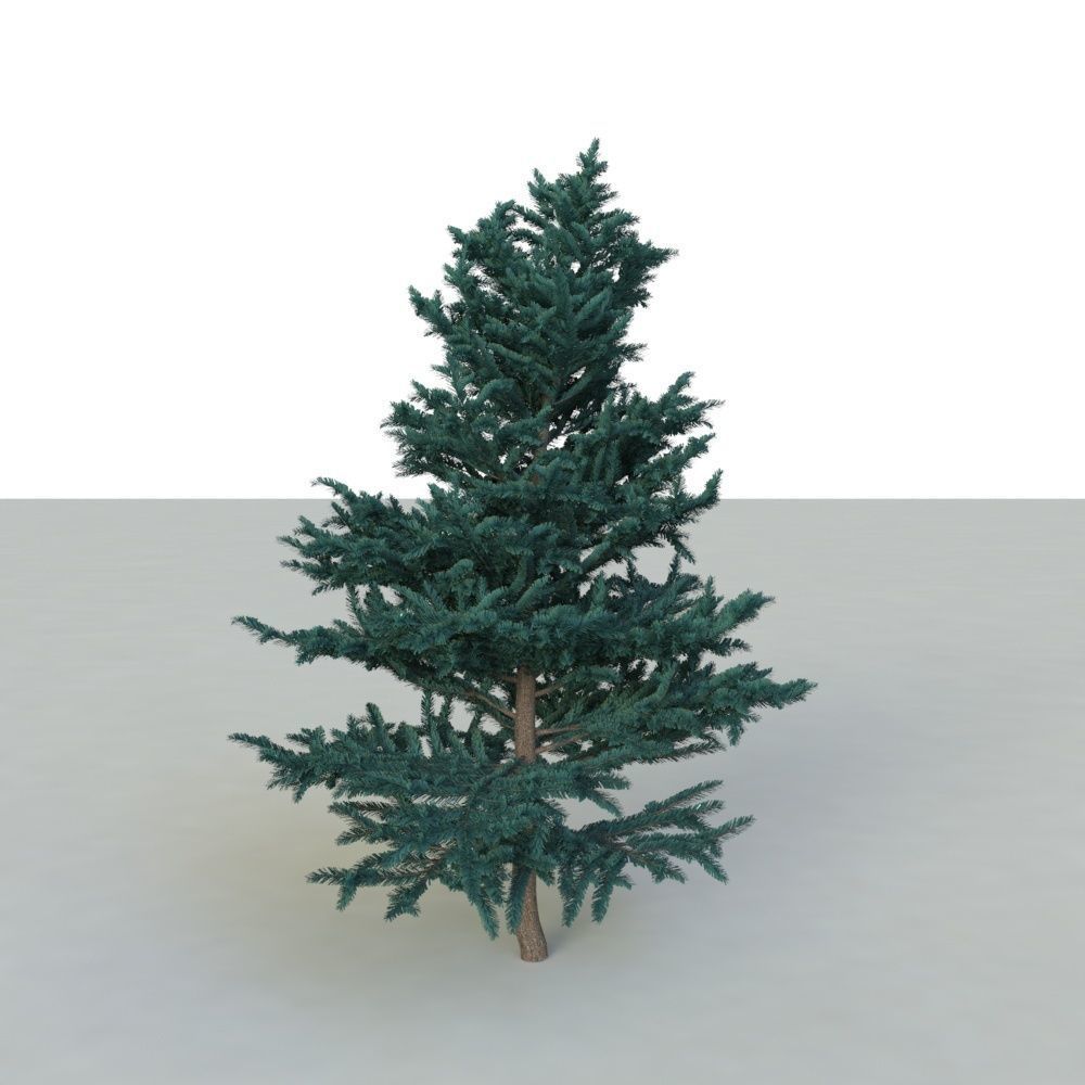 spruce tree 2 3D model_26