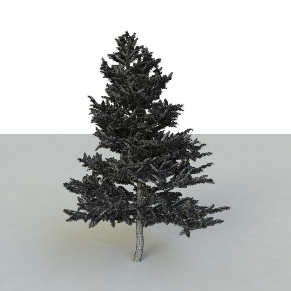 spruce tree 2 3D model_95