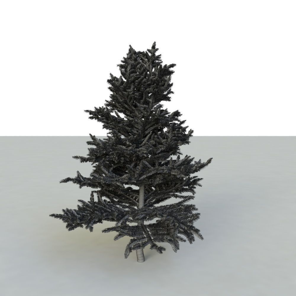 spruce tree 2 3D model_67