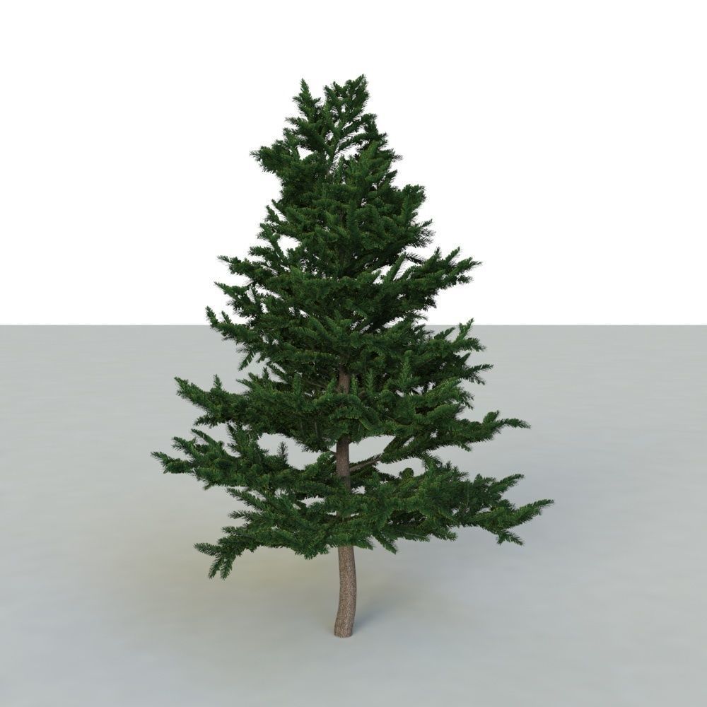spruce tree 2 3D model_44