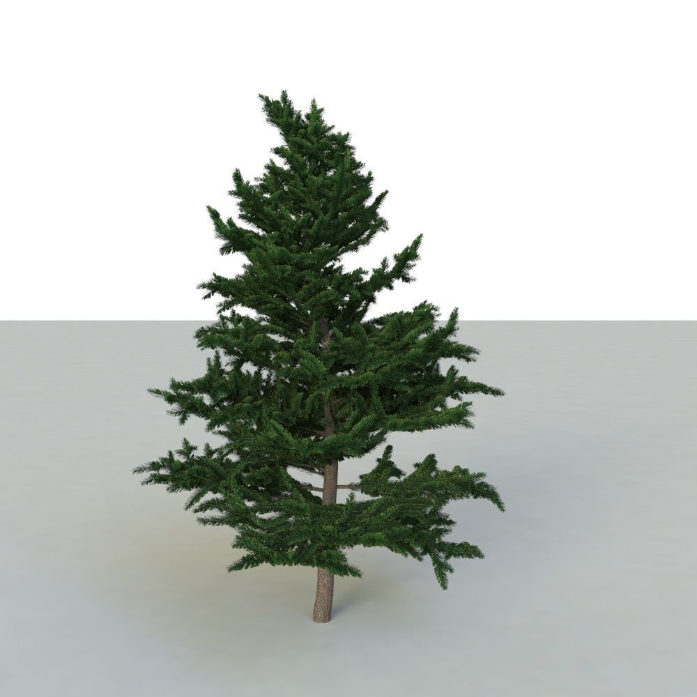 spruce tree 2 3D model_12