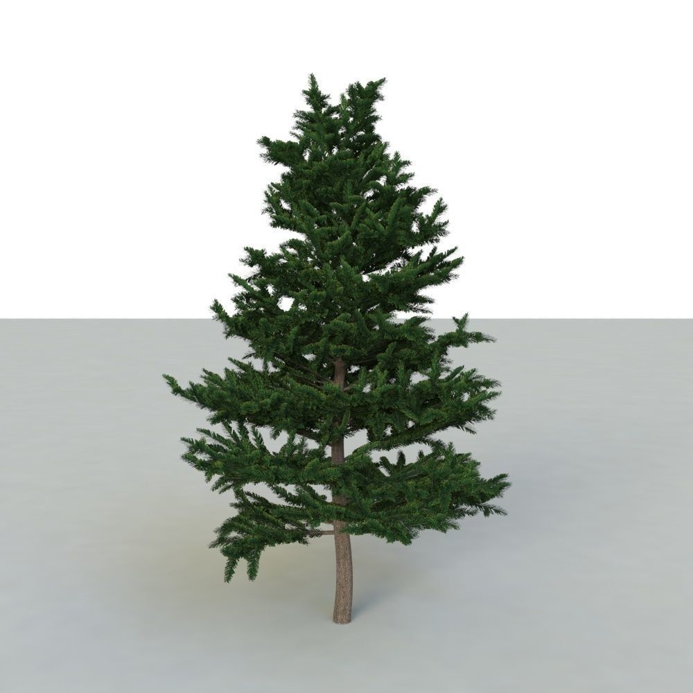 spruce tree 2 3D model_42