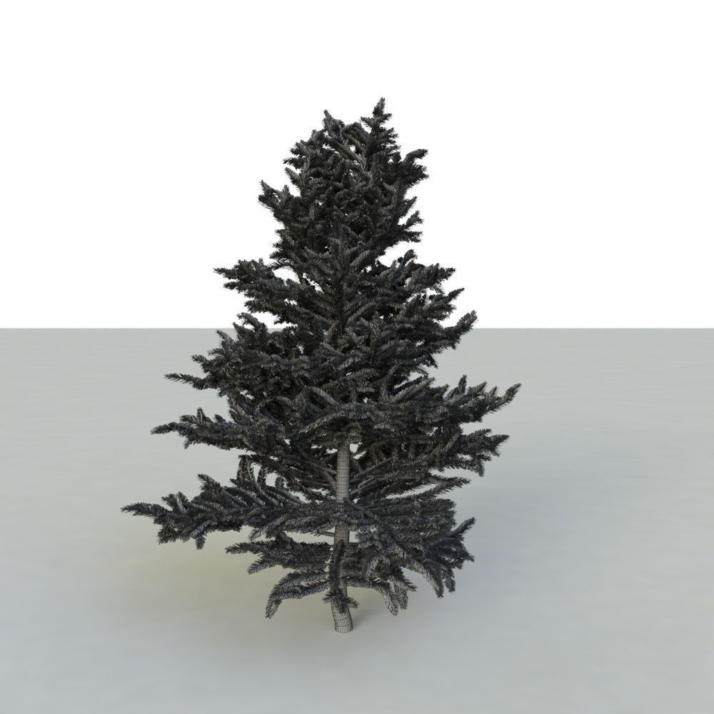 spruce tree 2 3D model_69