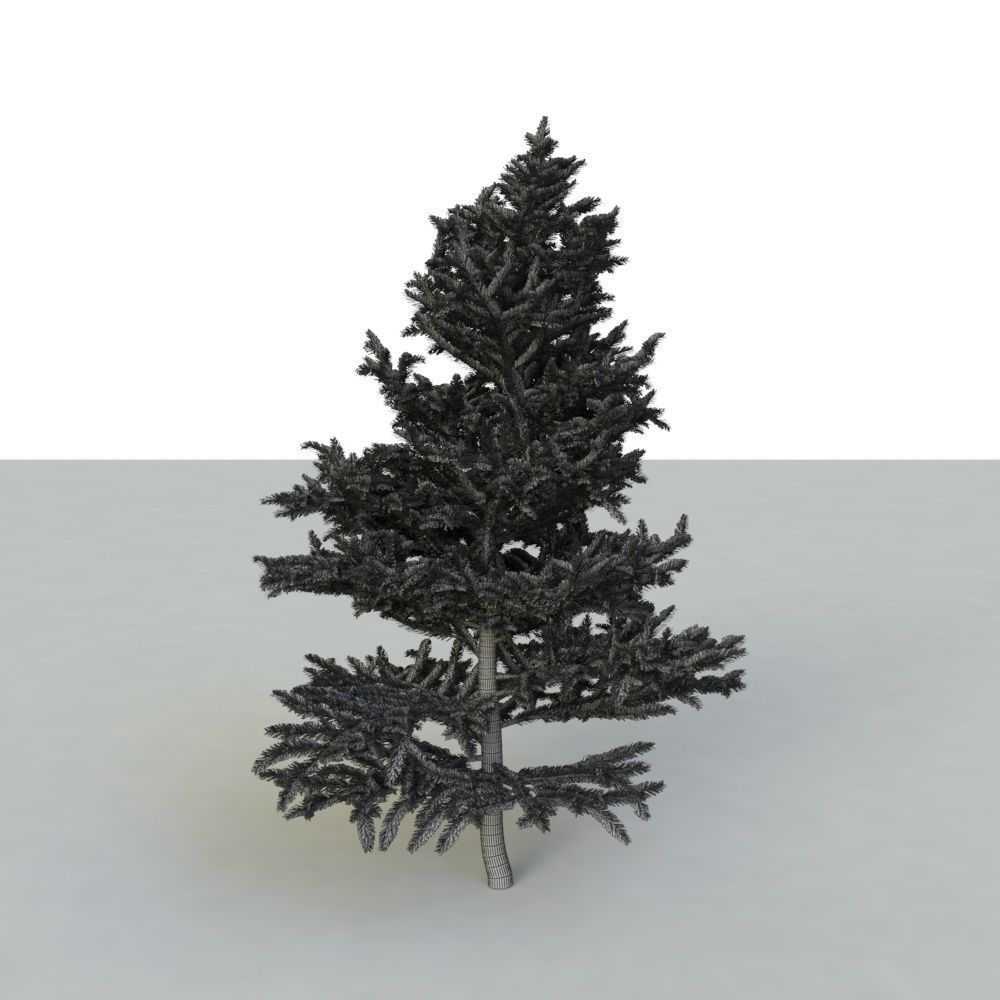 spruce tree 2 3D model_79