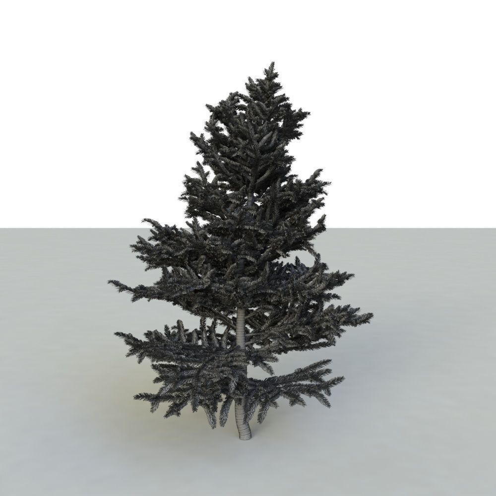 spruce tree 2 3D model_74