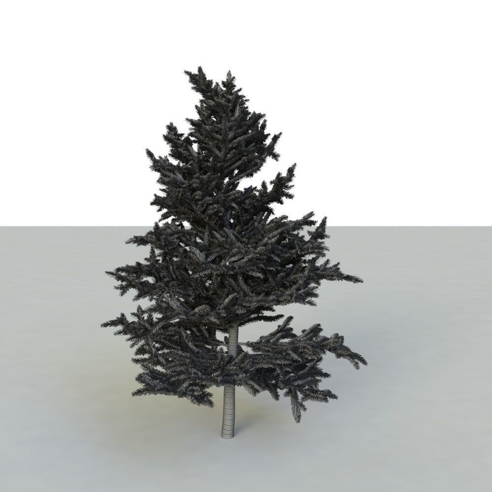 spruce tree 2 3D model_58
