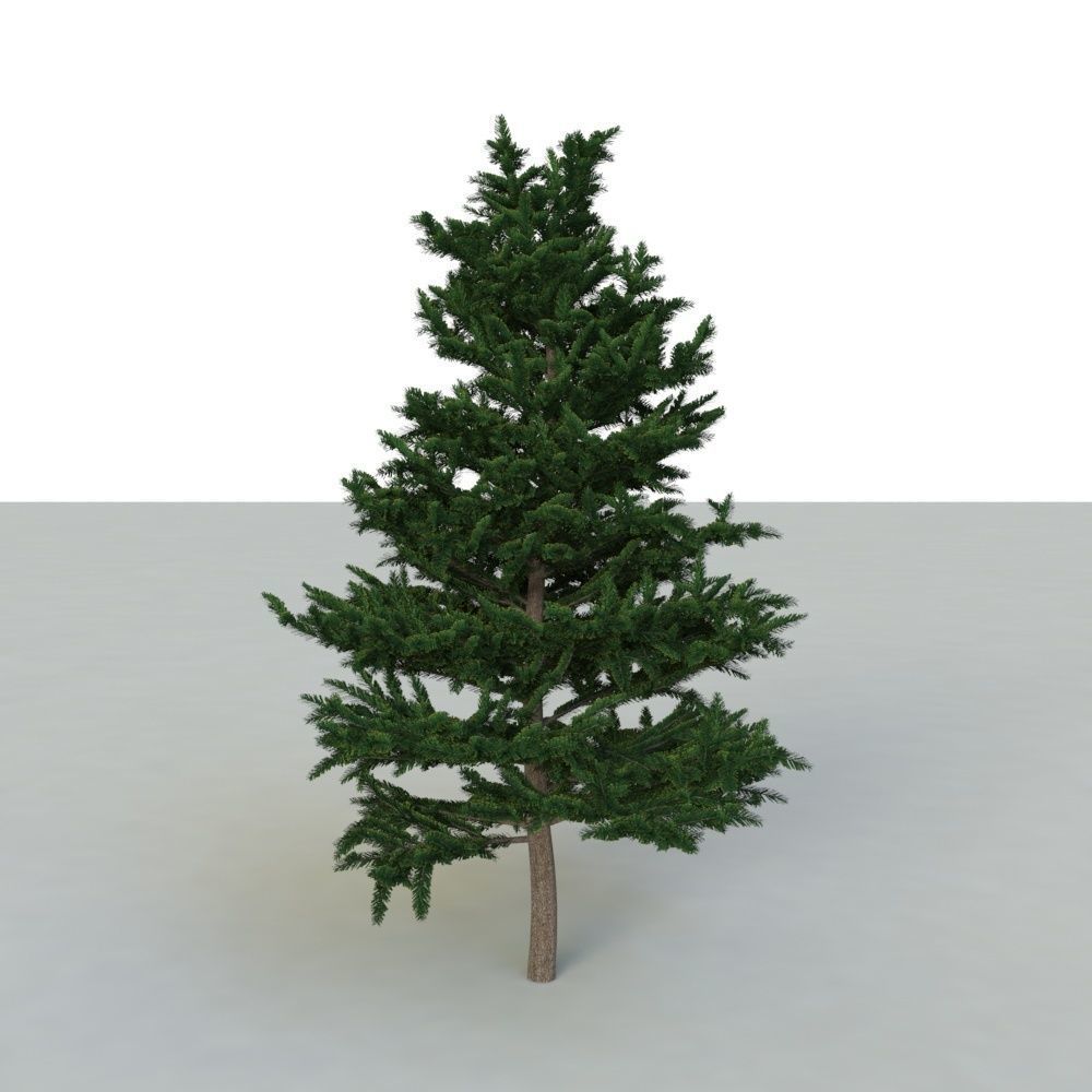 spruce tree 2 3D model_43