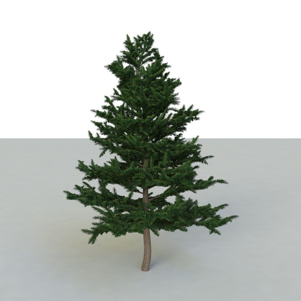 spruce tree 2 3D model_49
