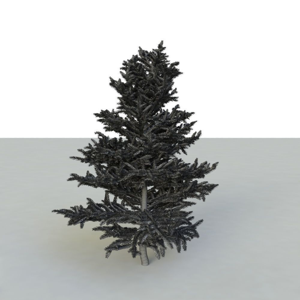spruce tree 2 3D model_70