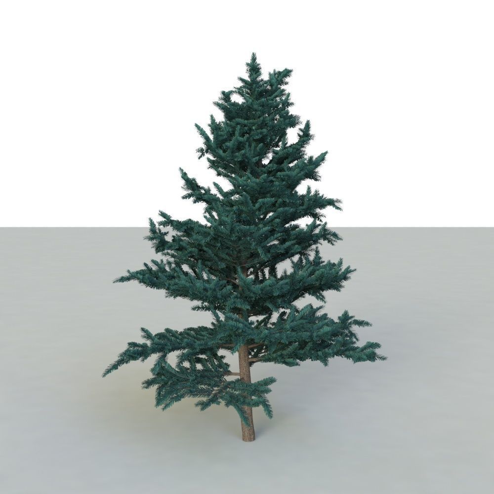 spruce tree 2 3D model_35