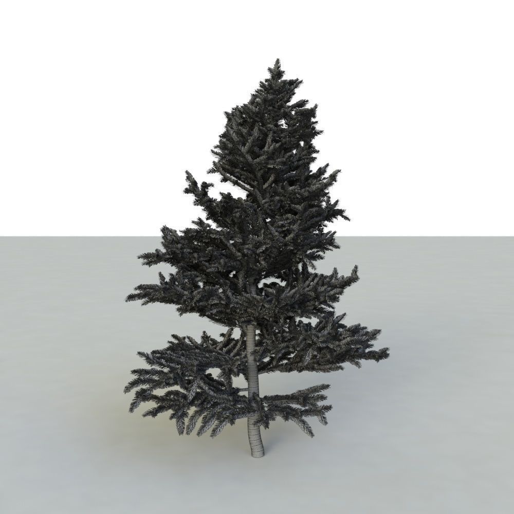 spruce tree 2 3D model_76