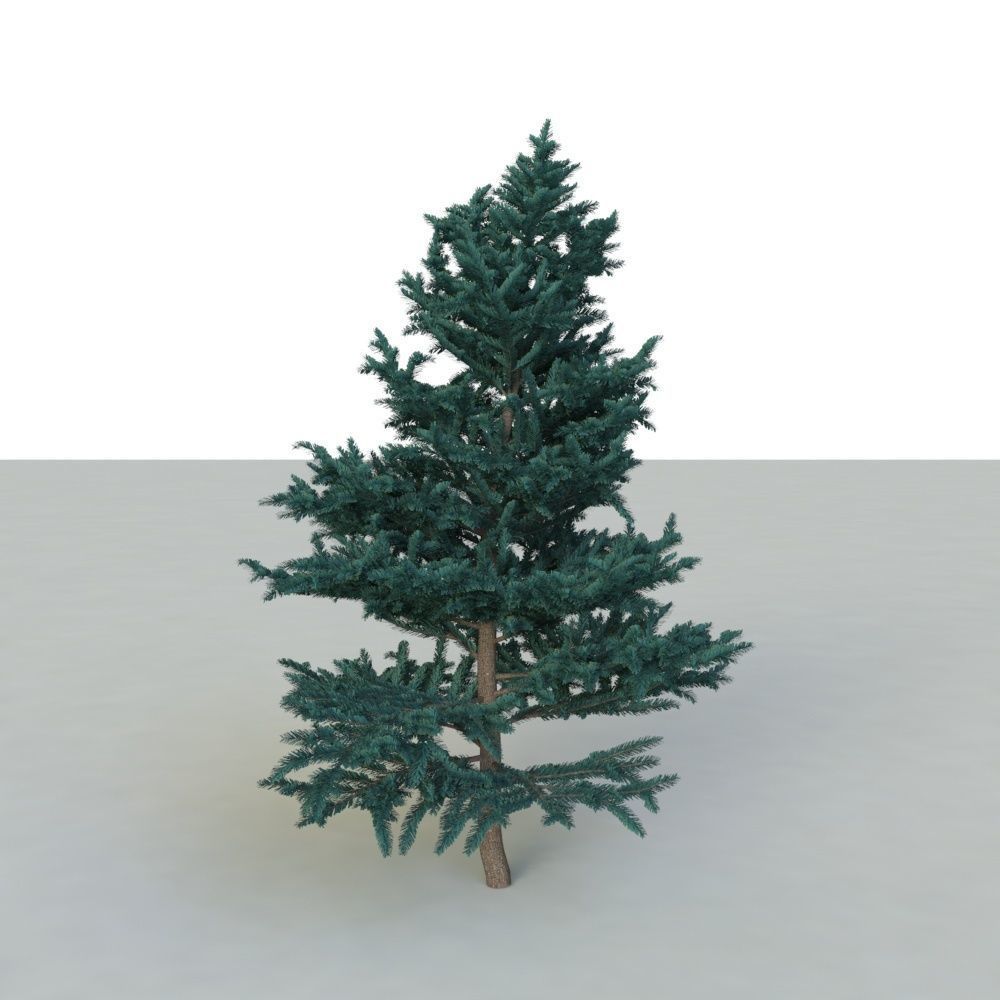 spruce tree 2 3D model_29