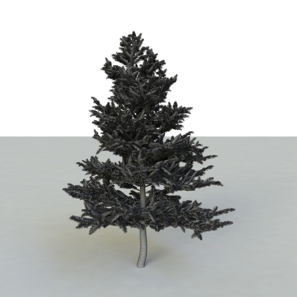 spruce tree 2 3D model_94