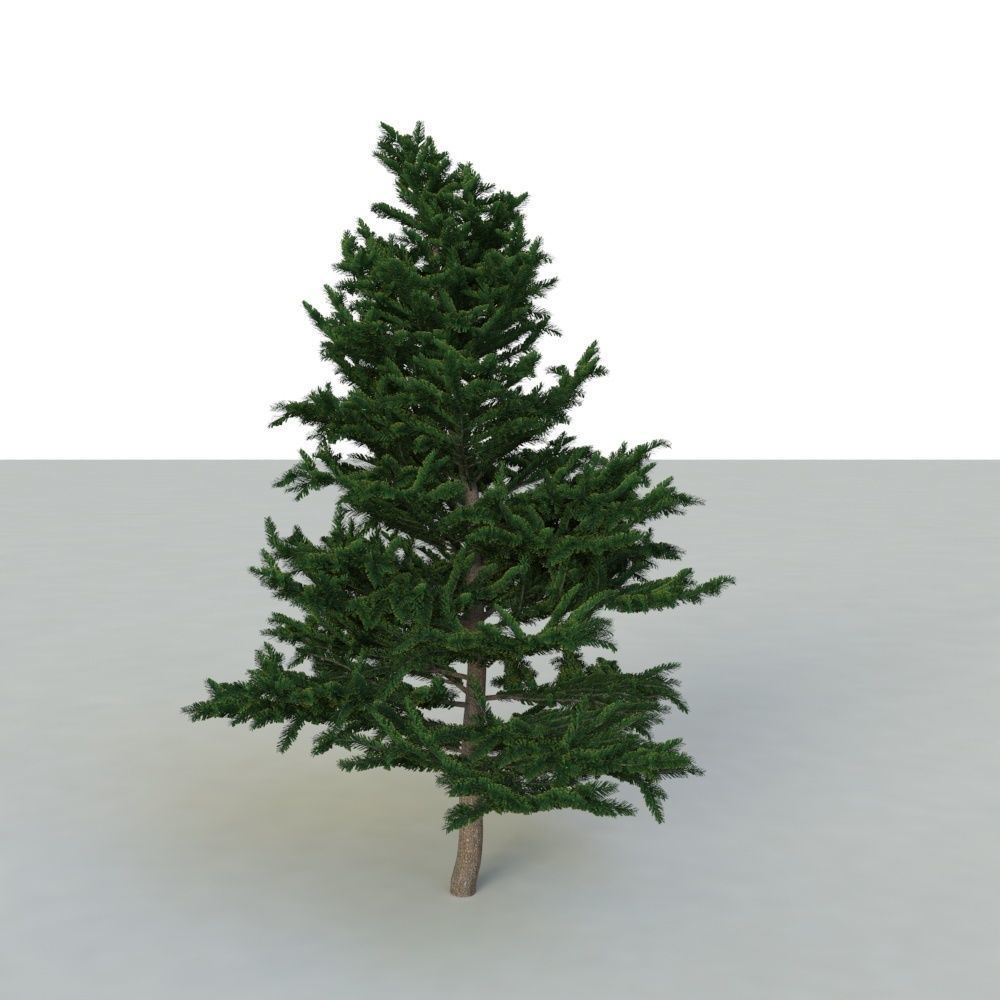 spruce tree 2 3D model_10