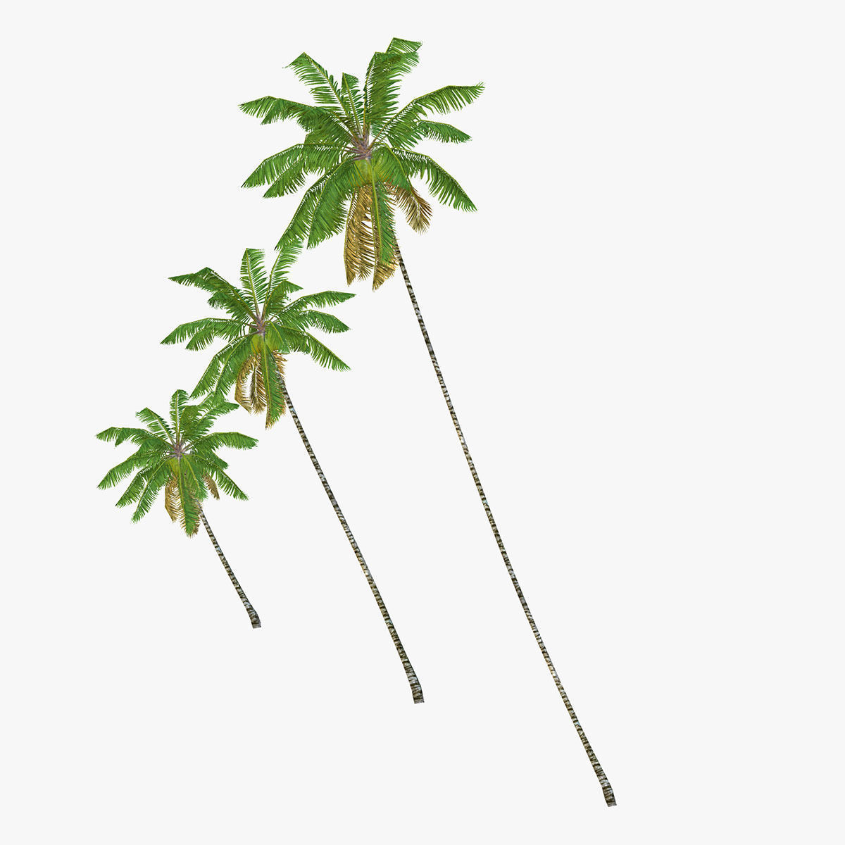 Coconut palm tree 04 - Low Poly Low-poly 3D model_3