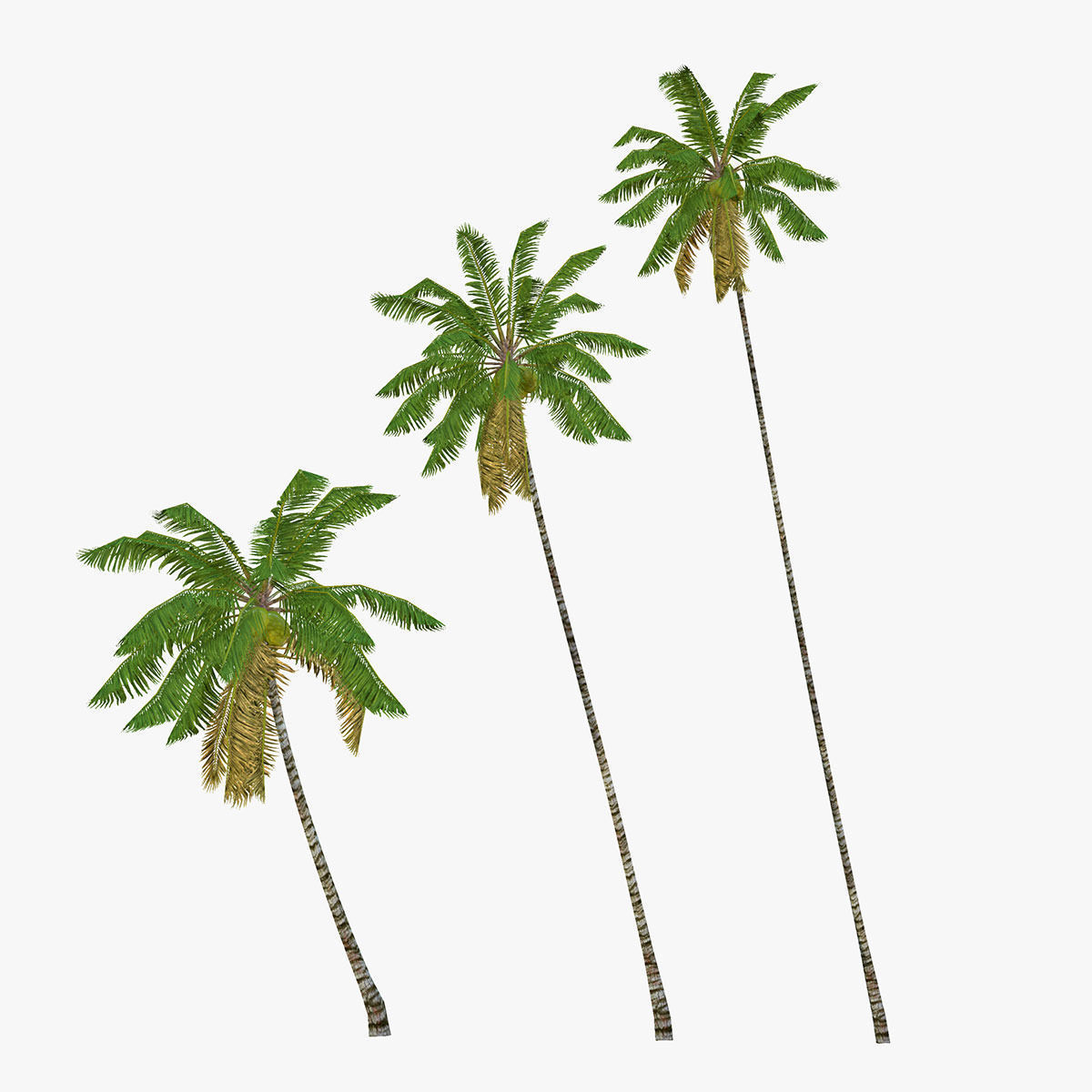 Coconut palm tree 04 - Low Poly Low-poly 3D model_1