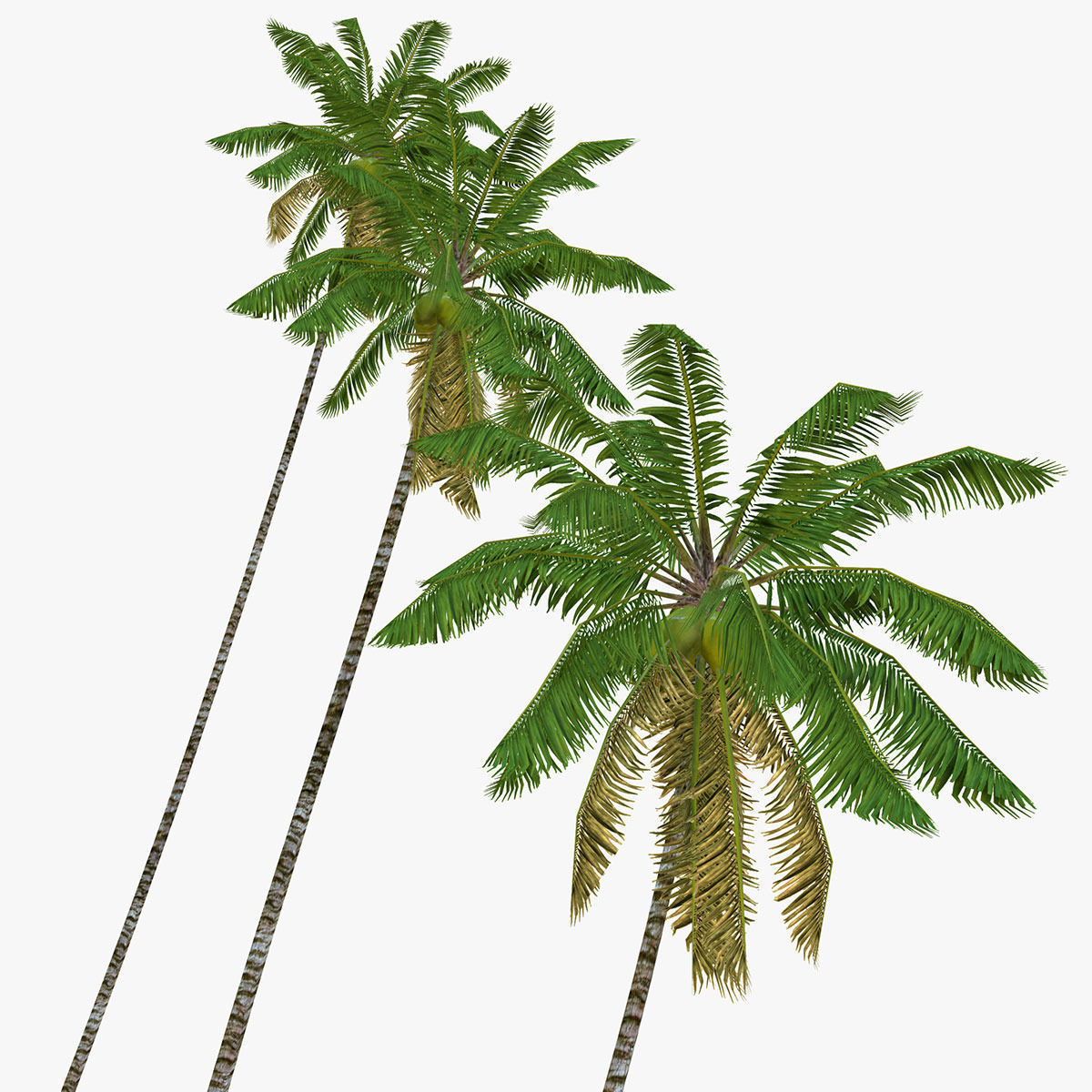Coconut palm tree 04 - Low Poly Low-poly 3D model_5