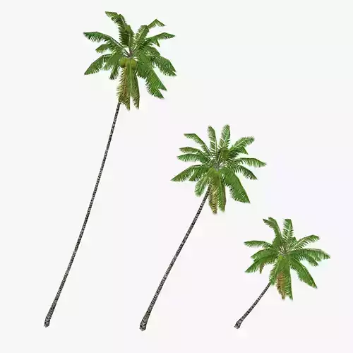 Coconut palm tree 04 - Low Poly Low-poly 3D model