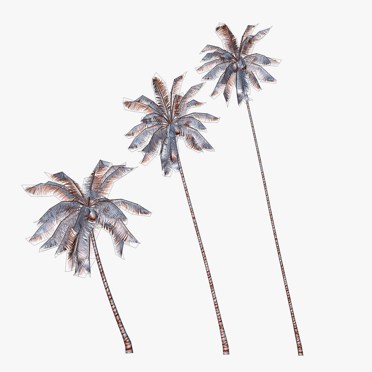 Coconut palm tree 04 - Low Poly Low-poly 3D model_4